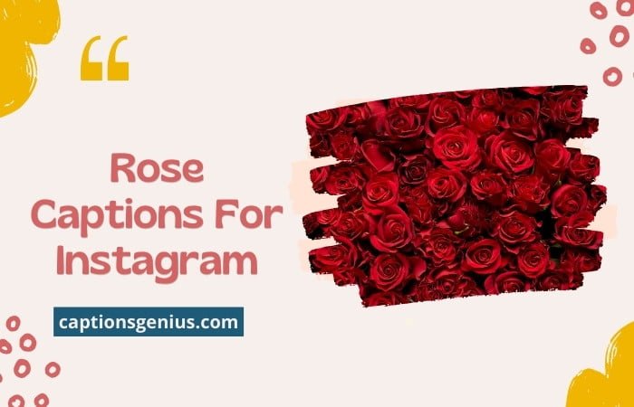 150 Best Rose Captions For Instagram Petals And Words