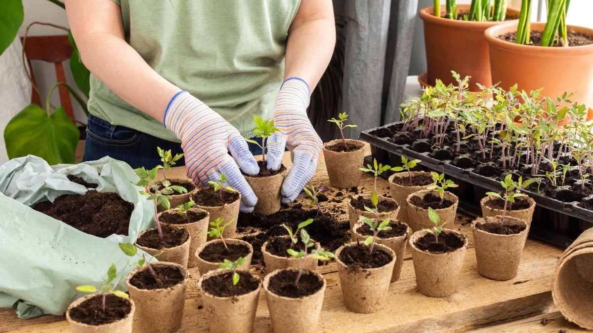 15 Critical Mistakes When Transplanting Tomatoes (Every Gardener Must Avoid)