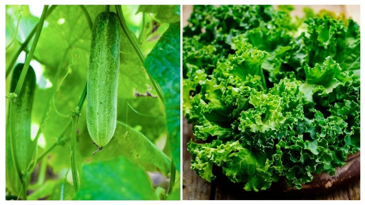 15 Effortlessly Easy Vegetables To Grow In Your Garden