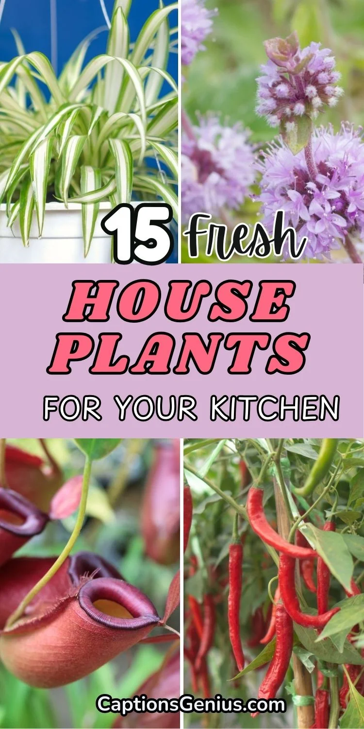 15 Fresh Houseplants For Kitchen Every Home Cook Will Love