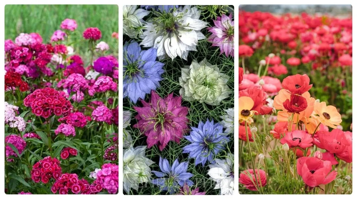 15 Gorgeous Flower You Should Seed Indoors In February For A Vibrant Spring Garden