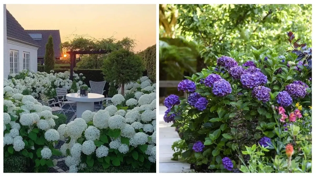 15 Gorgeous Hydrangea Garden Ideas for a Blooming and Serene Landscape