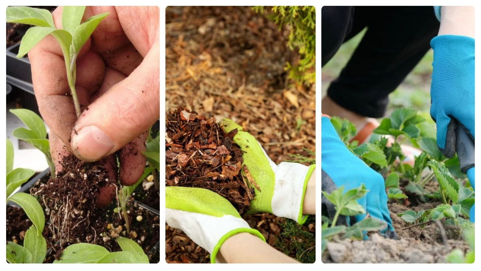 15 Issues You Should Know About Before Planting A Japanese Maple Tree