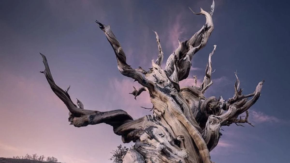 15 Most Incredible Trees From Around The World