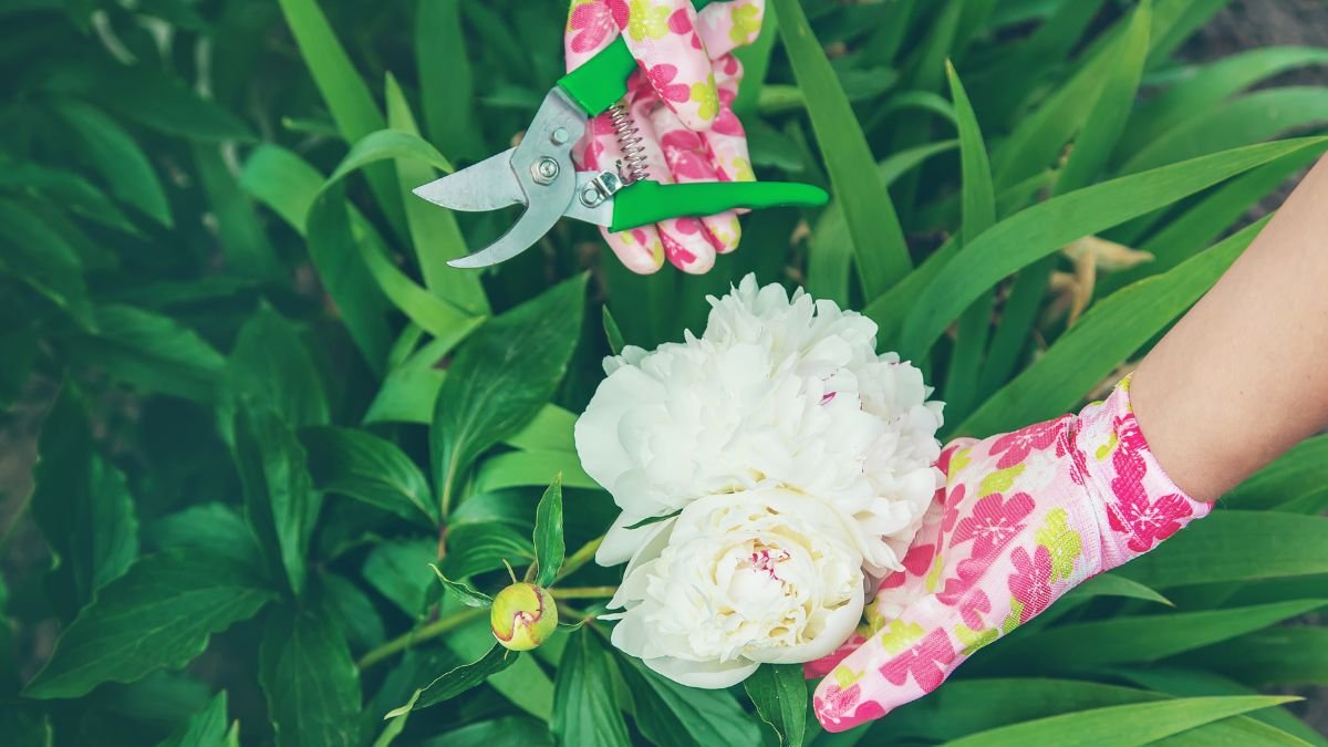 15 Overlooked Mistakes When Pruning Peonies (And How to Avoid Them)