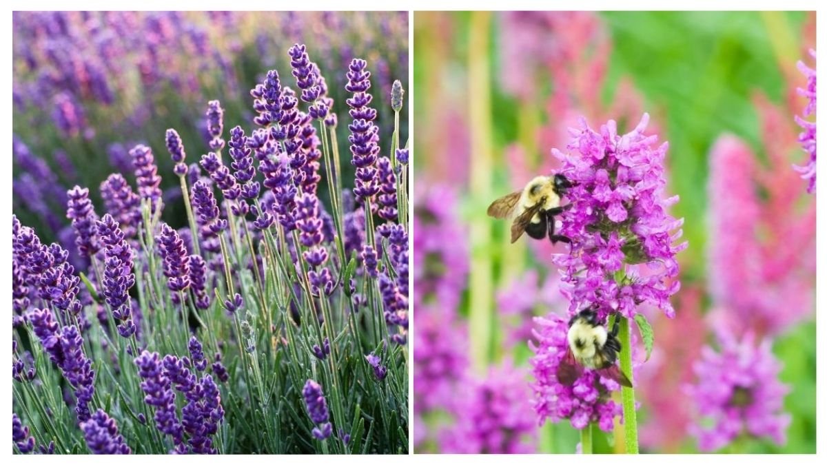 15 Stunning Rock Garden Plants That Thrive in Sun or Shade This Summer