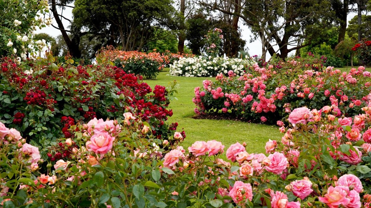 16 Pro Early Spring Care Tips For Roses — According To A Professional Gardener