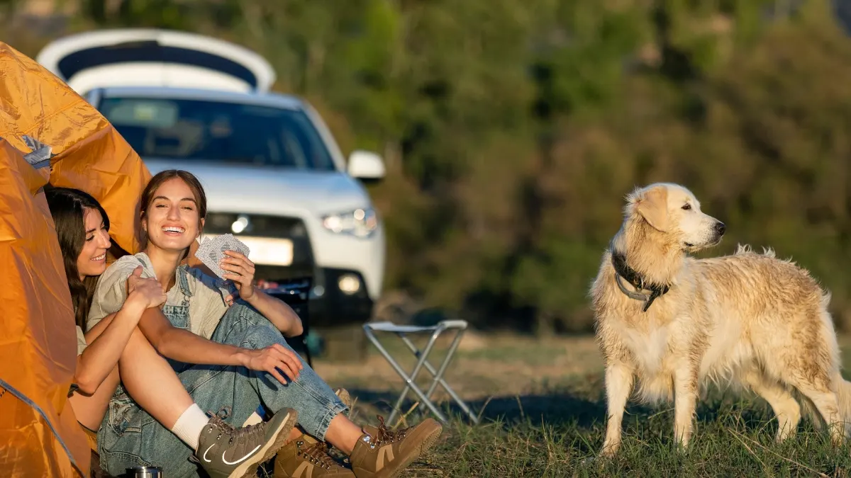 19 Things RV Owners Wish They Knew Before Traveling with Their Dog