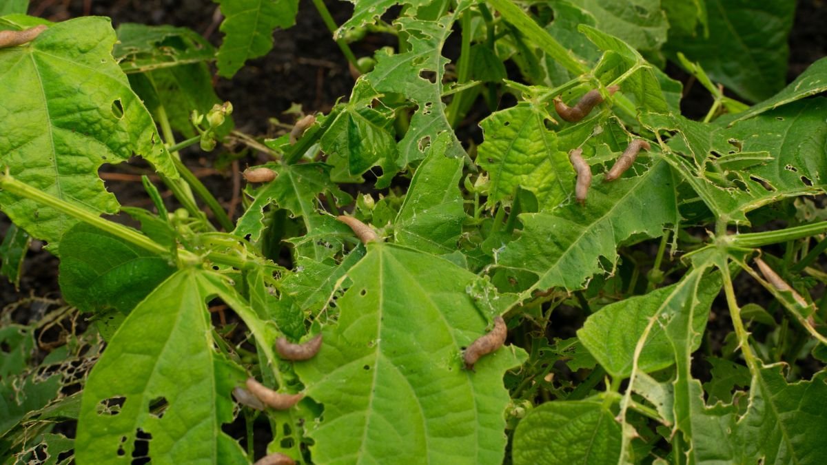 20 Proven Ways to Eliminate Garden Slugs Fast (Avoid These Common Mistakes!)