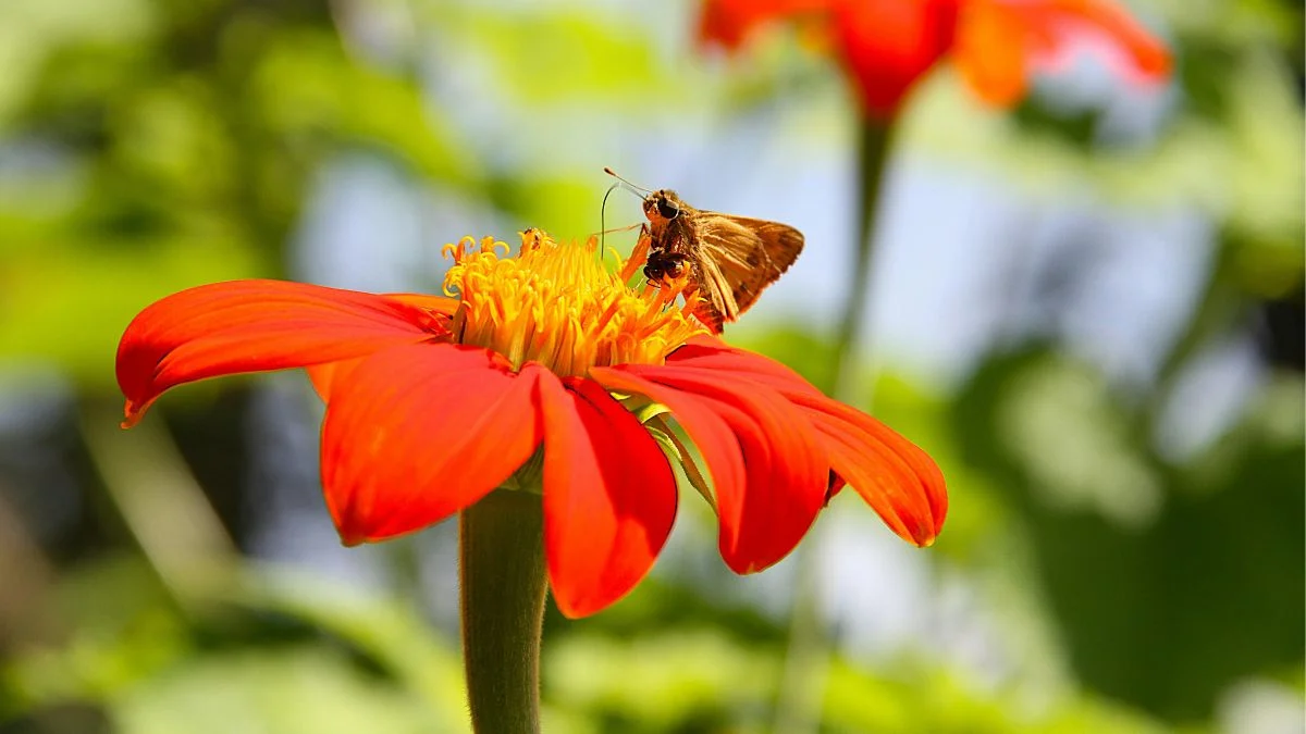 22 Stunning Annuals for Full Sun That Bloom All Summer