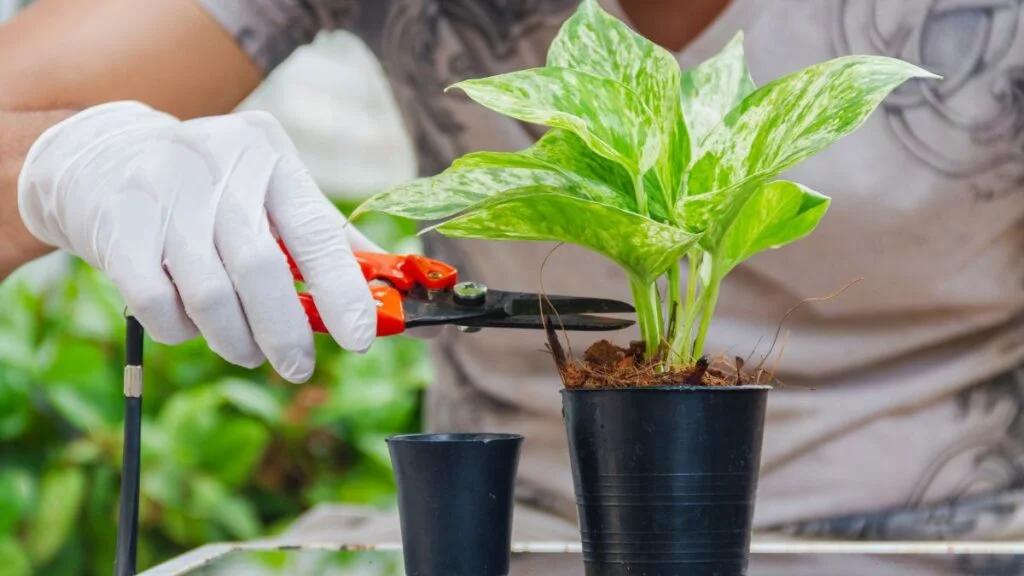 24 Blooming Plants You Should Be Pruning in Spring For a Stunning Garden Display