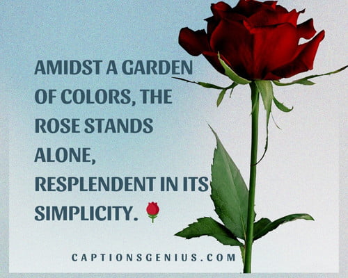 Aesthetic Rose Captions For Instagram - Amidst a garden of colors, the rose stands alone, resplendent in its simplicity.