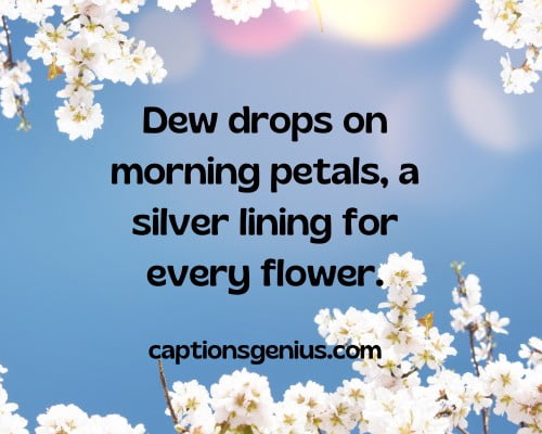 Aesthetic Spring Captions For Instagram - Dew drops on morning petals, a silver lining for every flower.