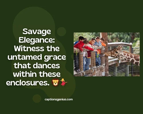 Aesthetic Zoo Captions For Instagram - Savage Elegance: Witness the untamed grace that dances within these enclosures. 🦁💃