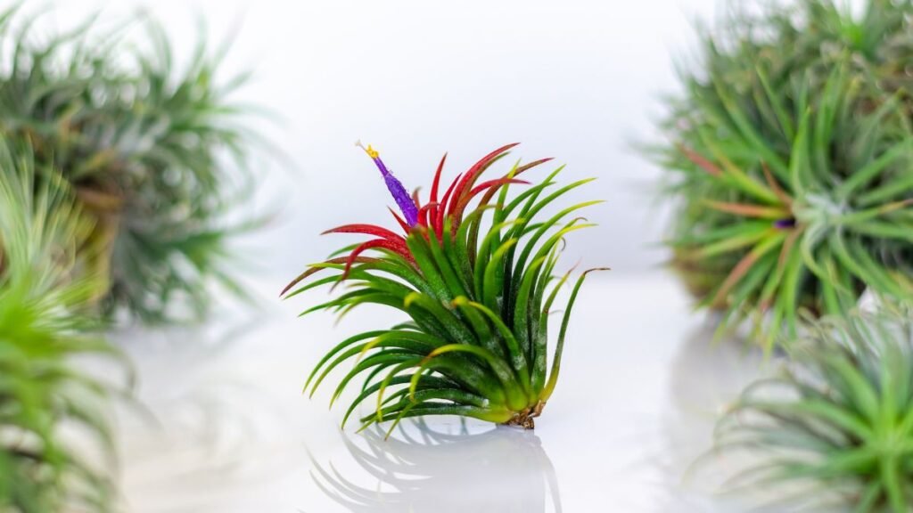 Air Plant (Tillandsia)