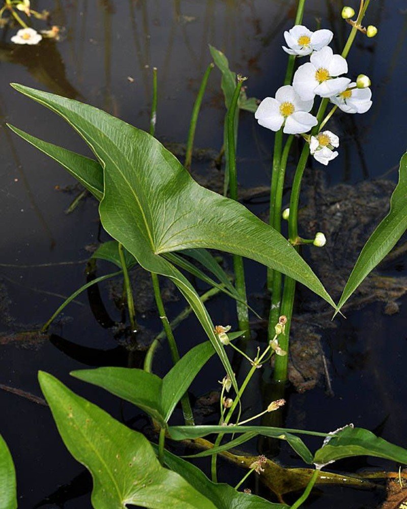Arrowhead (Sagittaria latifolia) Arrowhead (Sagittaria latifolia)