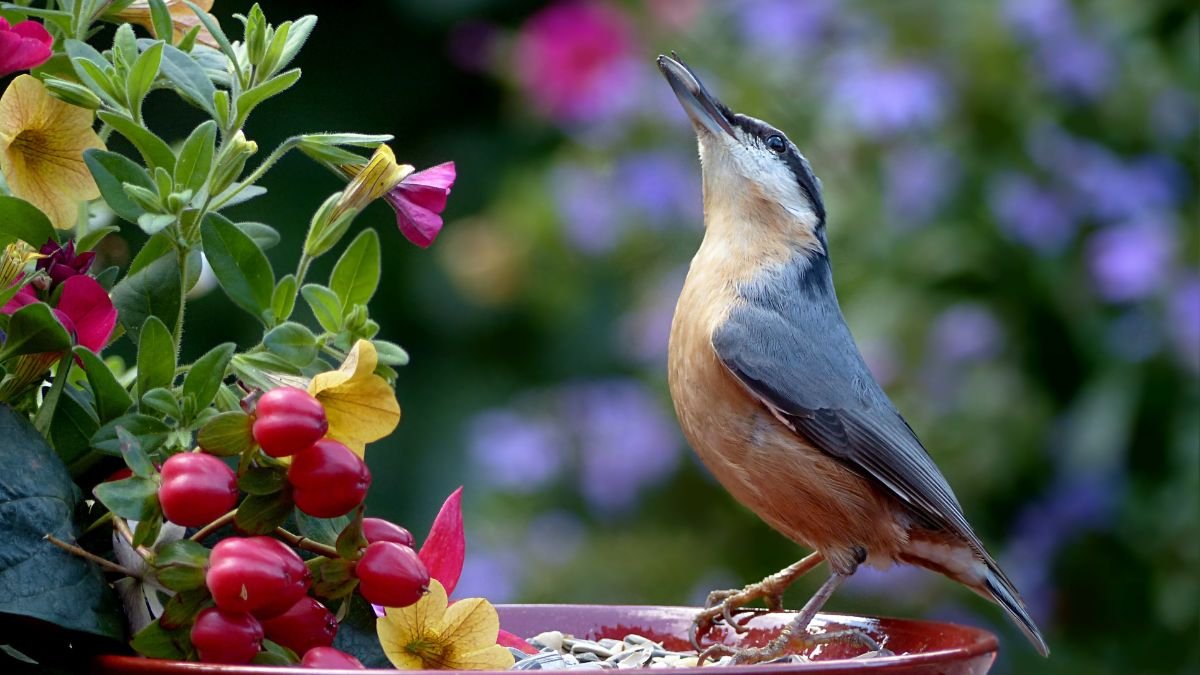 Attract Beautiful Birds In Your Yard These 15 Gardening Tricks To Prep Your Yard For Spring Birds