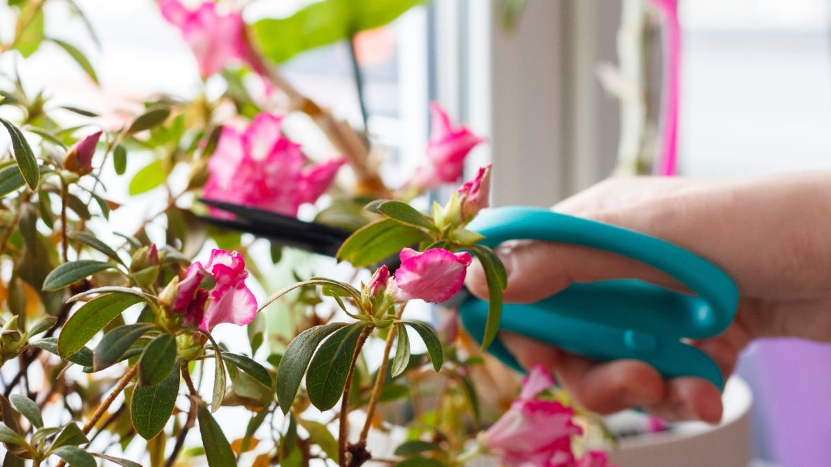 Azaleas