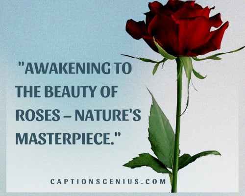 Beautiful  Rose Captions For Instagram - Awakening to the beauty of roses – nature's masterpiece.