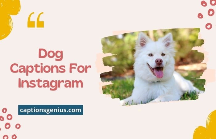 100-best-dog-captions-for-instagram-paws-and-reflect