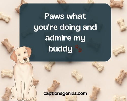 Best Dog Captions For Instagram - Paws what you're doing and admire my buddy.