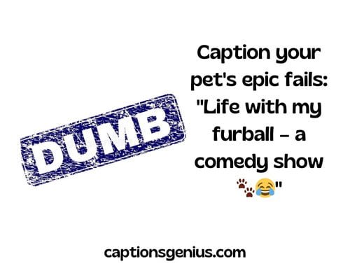 Best Dumb Instagram Captions - Caption your pet's epic fails Life with my furball โ a comedy show.