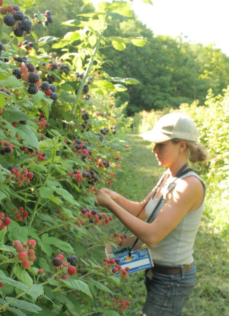Blackberries Raspberries (Rubus species) Blackberries Raspberries (Rubus species)