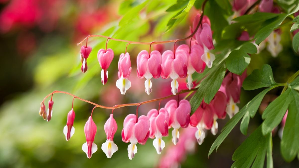 Bleeding Heart (Dicentra)