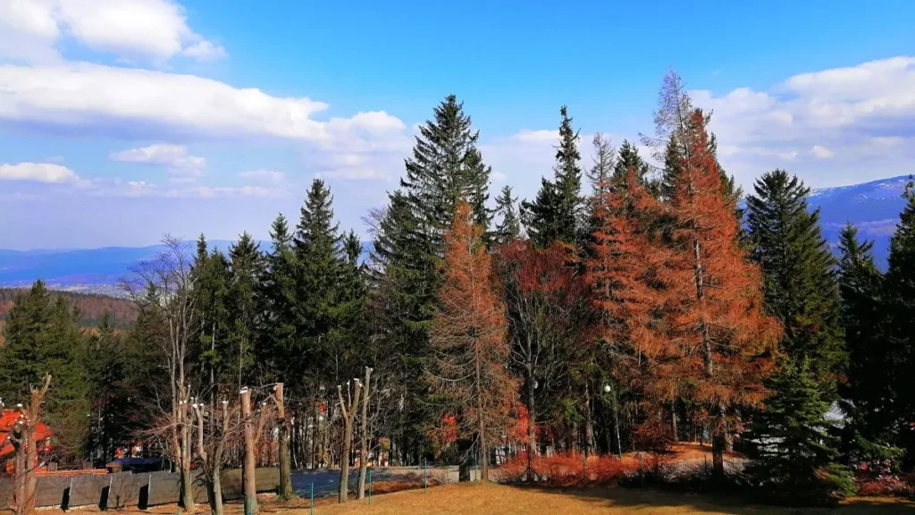 Blue Ridge Parkway During Fall Foliage