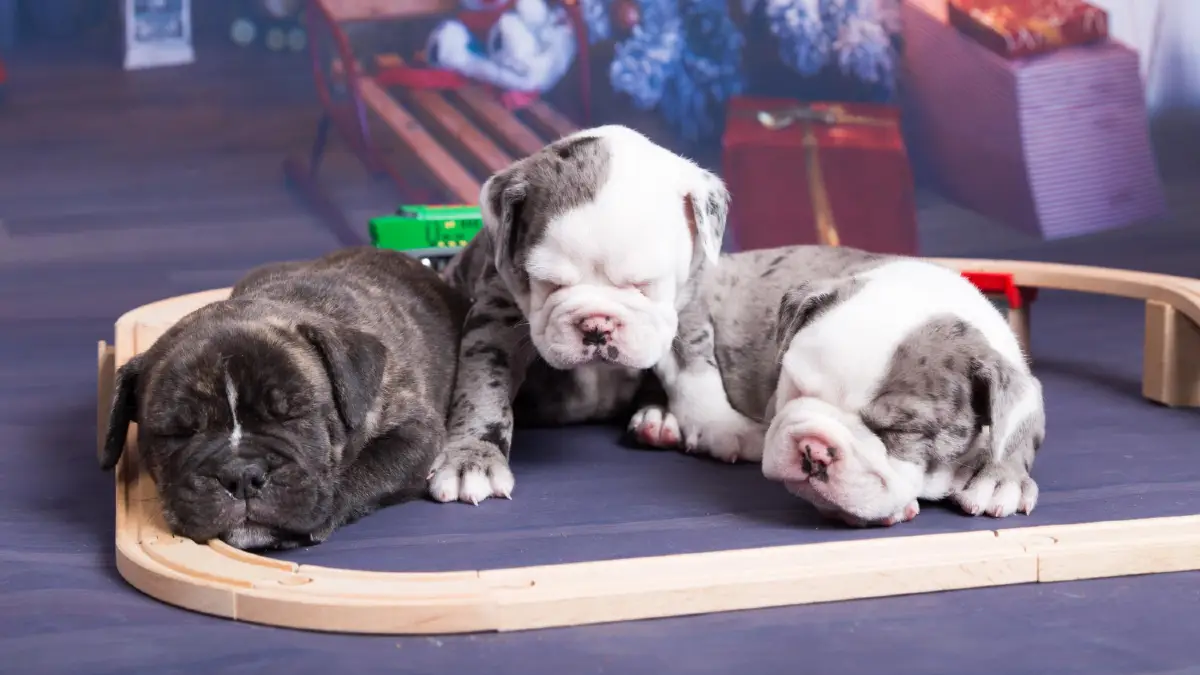 Bundle Multiple Pets for 30% Savings