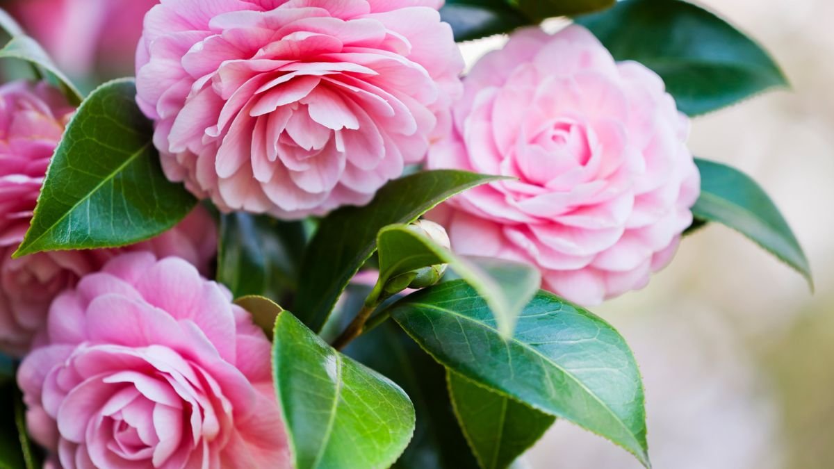 Camellias