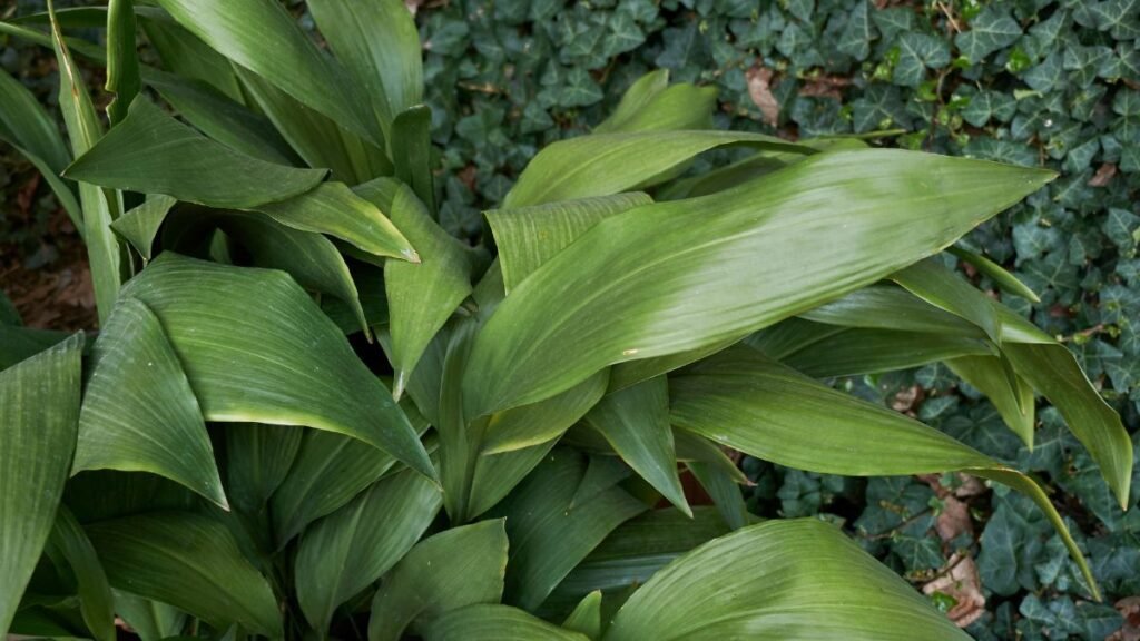 Cast Iron Plant (Aspidistra elatior)