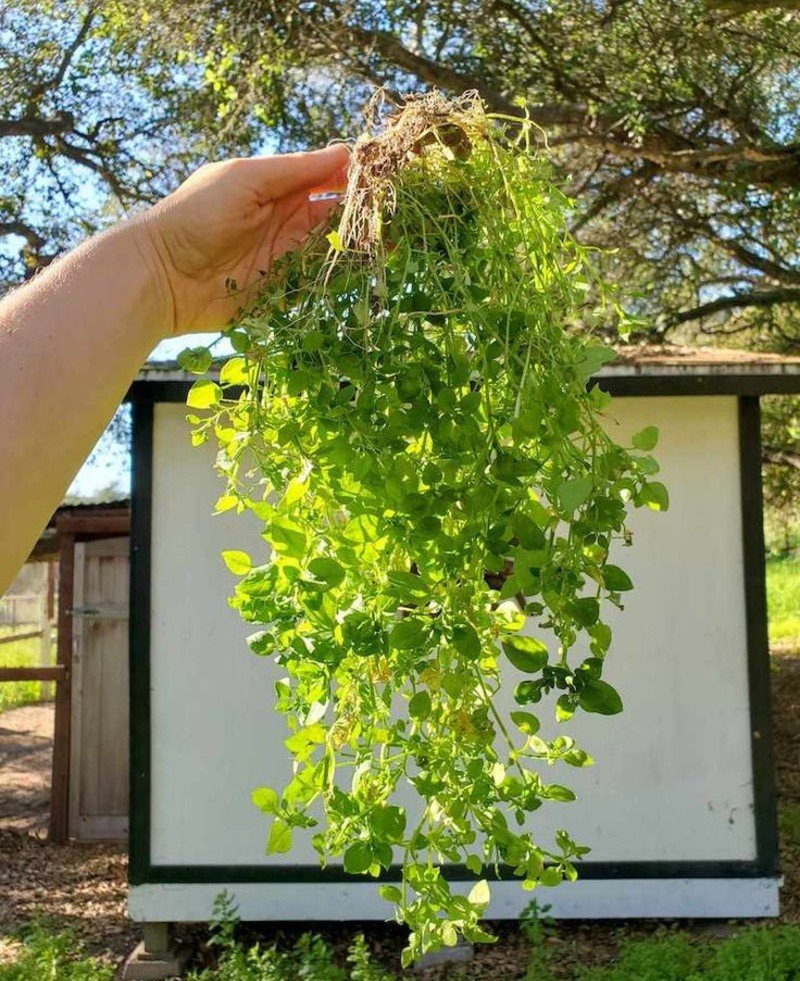 Chickweed (Stellaria media) Chickweed (Stellaria media)