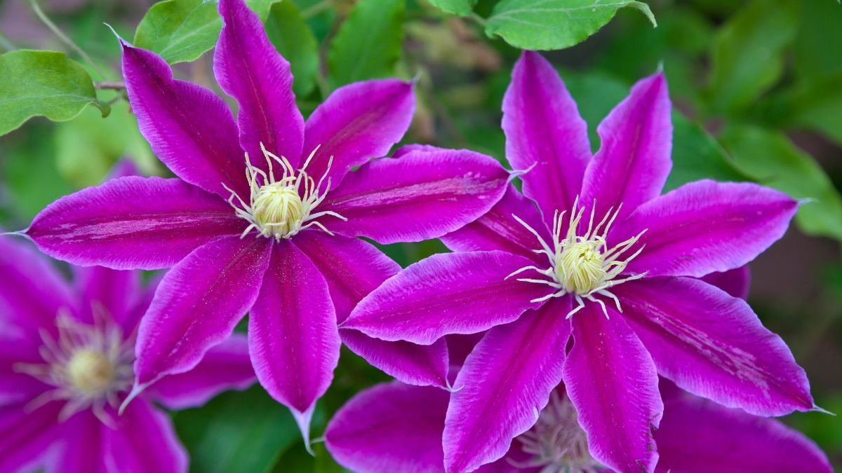 Clematis