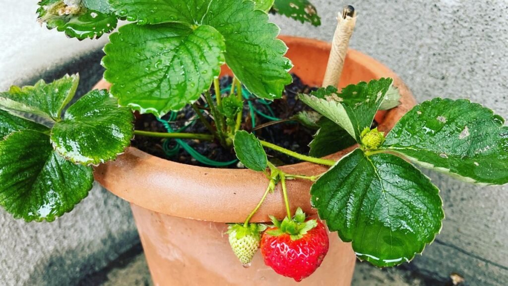Compact Fruit-Bearing Plants