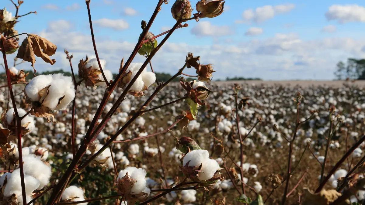 Cotton Kills