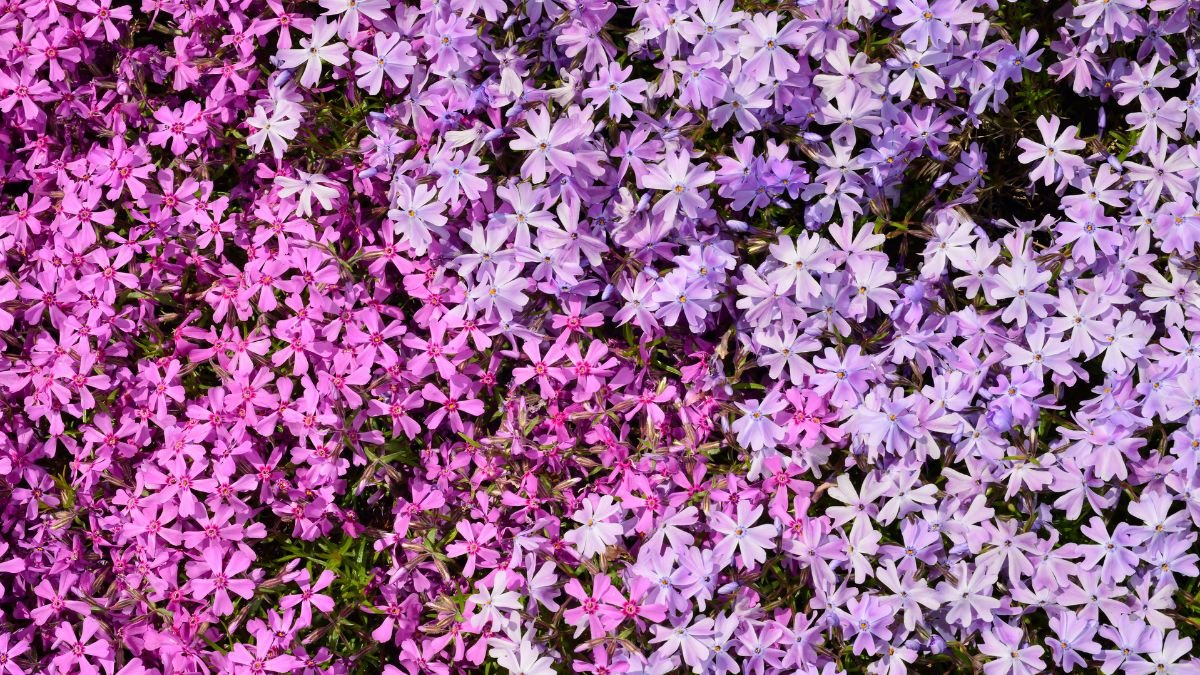 Creeping Phlox (Phlox subulata)