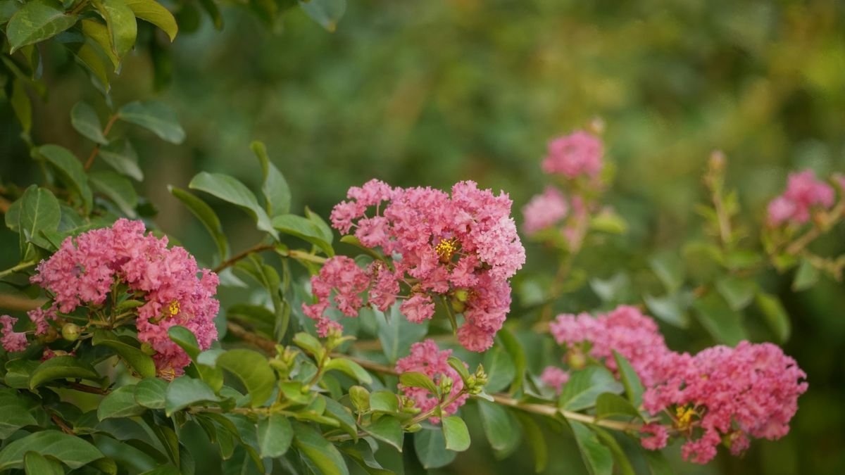 Crepe Myrtle