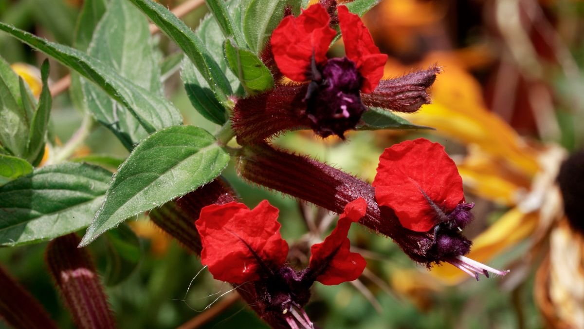 Cuphea (Bat Face Flower)