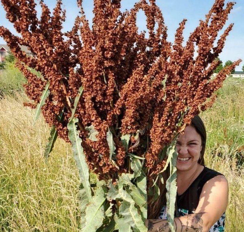 Curly Dock (Rumex crispus) Curly Dock (Rumex crispus)