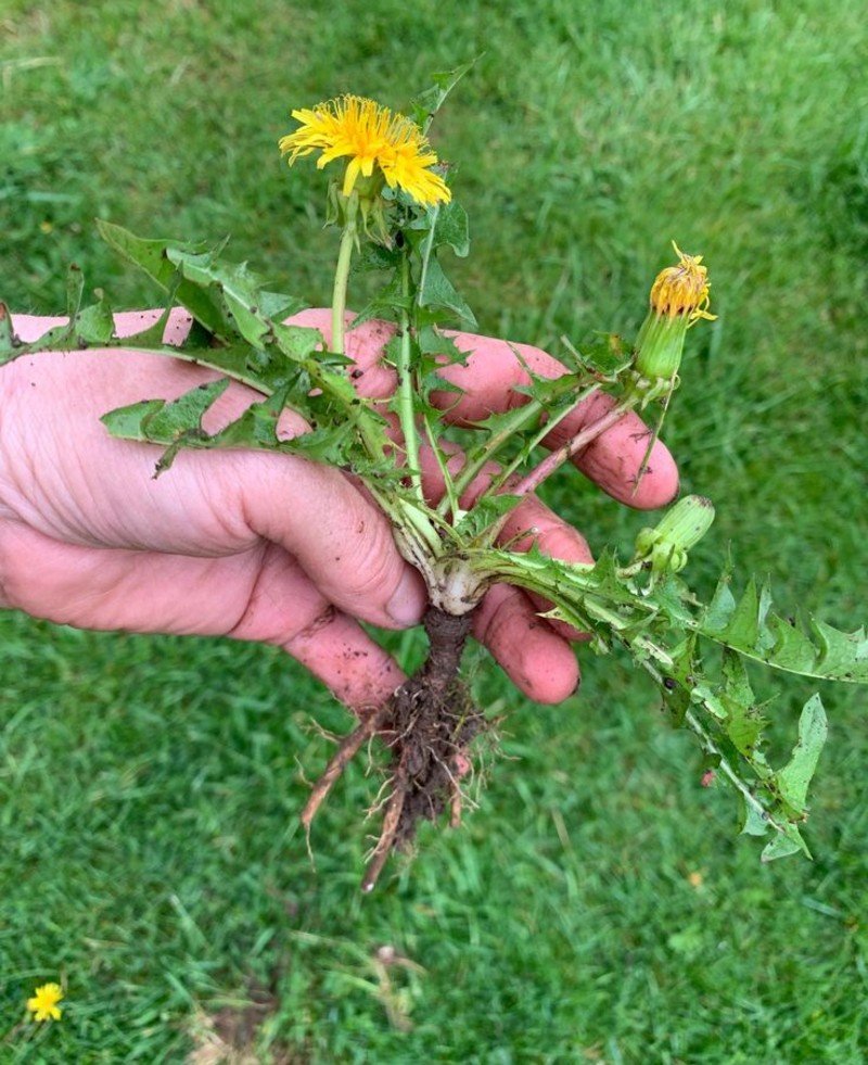 Dandelion (Taraxacum officinale) Dandelion (Taraxacum officinale)