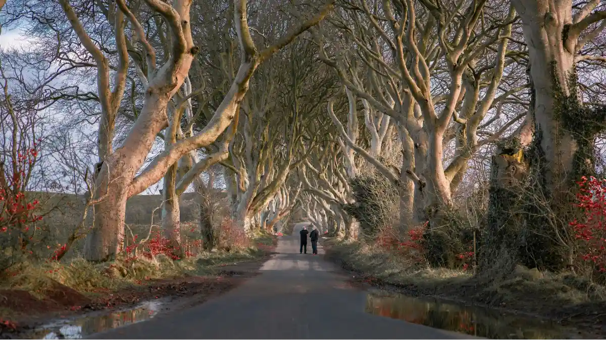 Dark Hedges, Northern Ireland