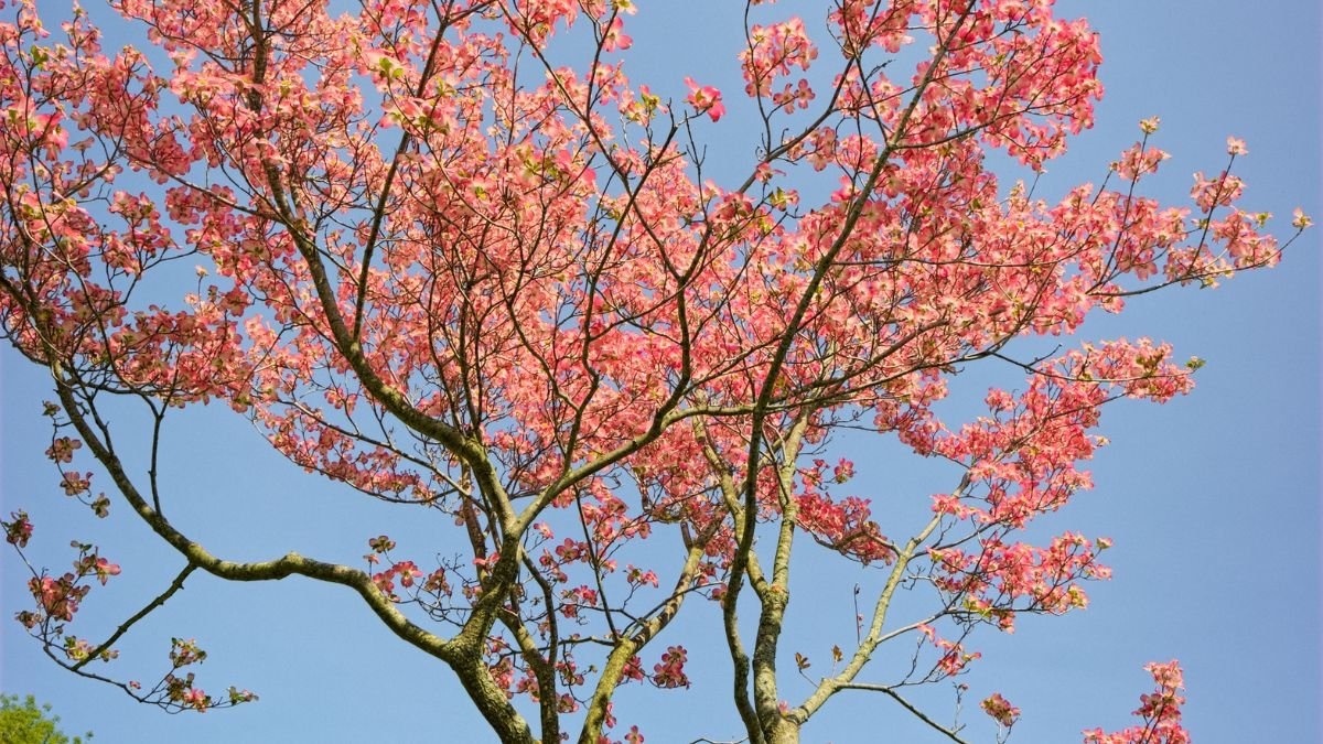 Dogwood Trees