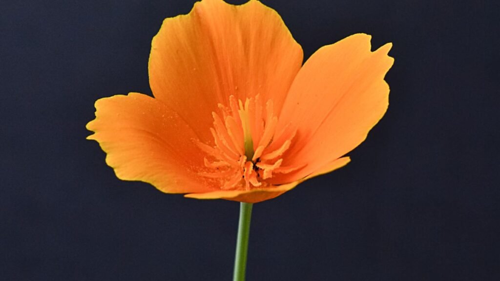 Drought-Tolerant Spring Plants