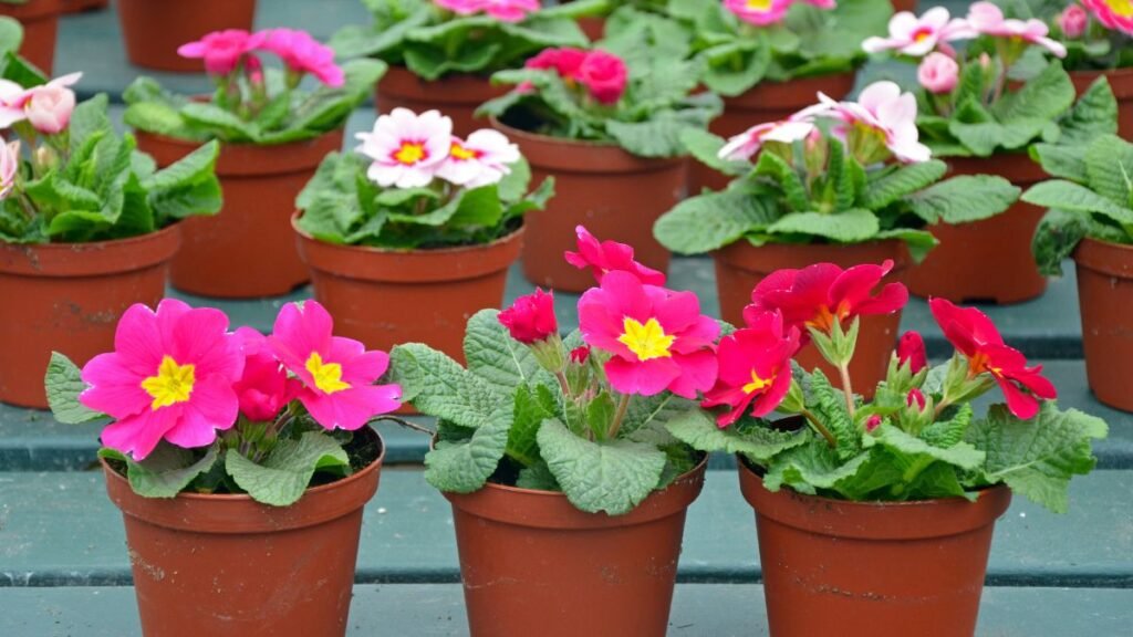Early Bloomers for Instant Color