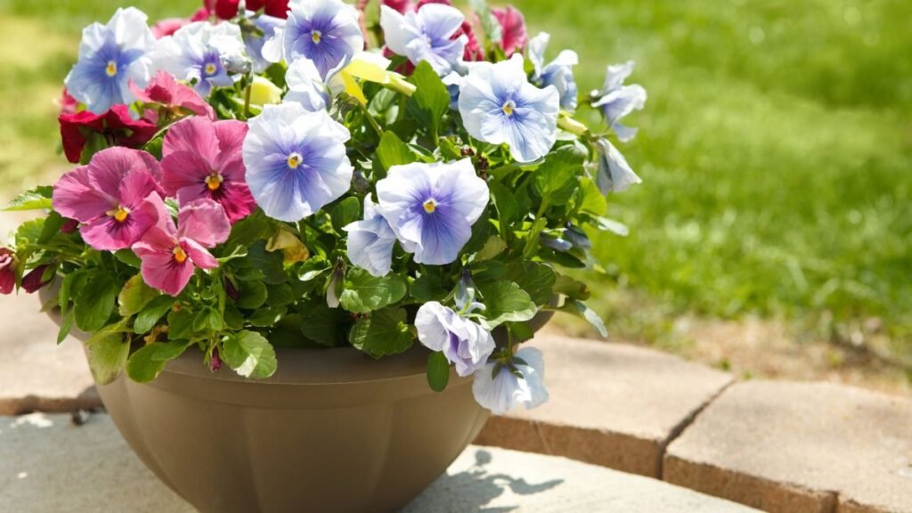 Edible Flowers for Containers