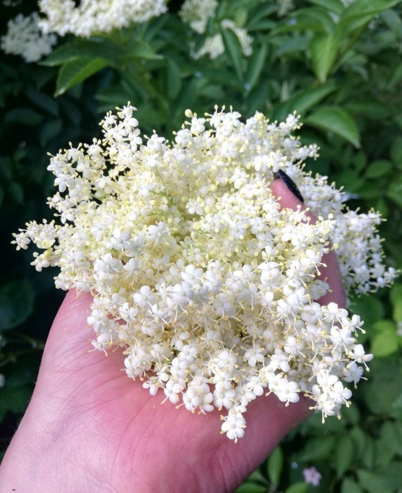 Elderberry (Sambucus canadensis) Elderberry (Sambucus canadensis)