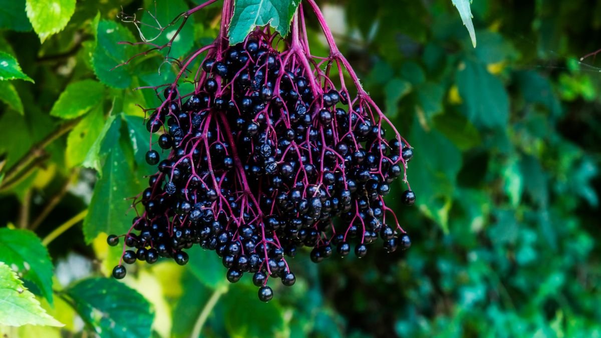 Elderberry