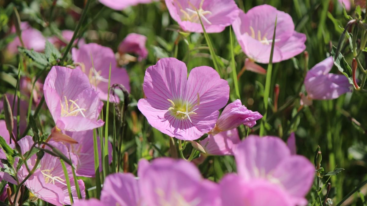 Evening Primrose (Oenothera)