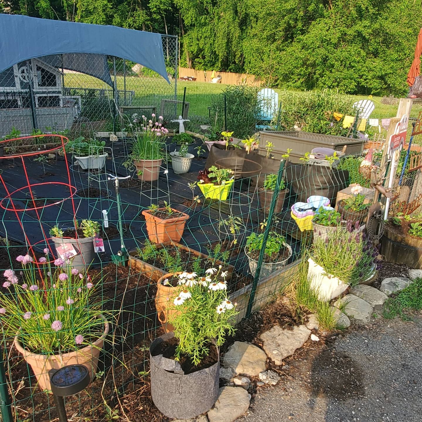 Fenced Container Garden Fenced Container Garden